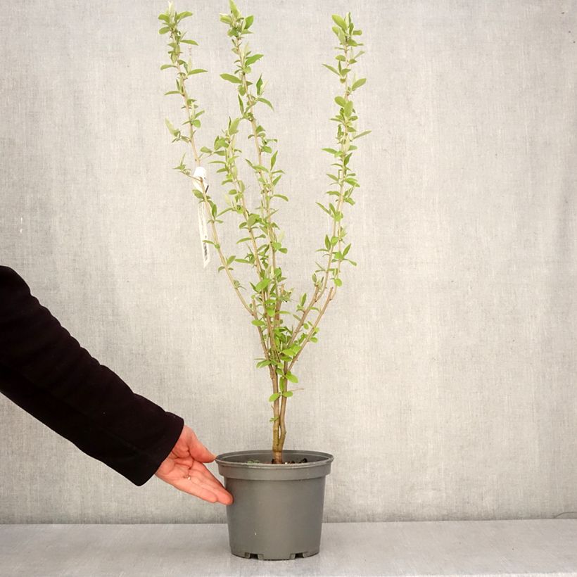 Elaeagnus umbellata - Japanese Silverberry 3L/4L pot sample as delivered in spring