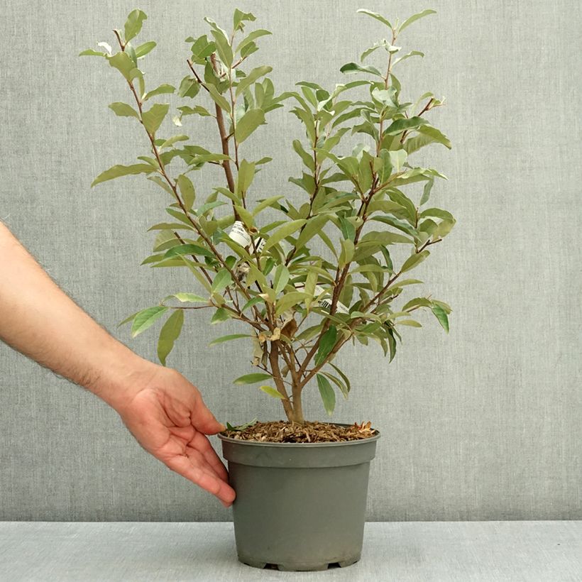 Elaeagnus umbellata - Japanese Silverberry 3L/4L pot sample as delivered in summer