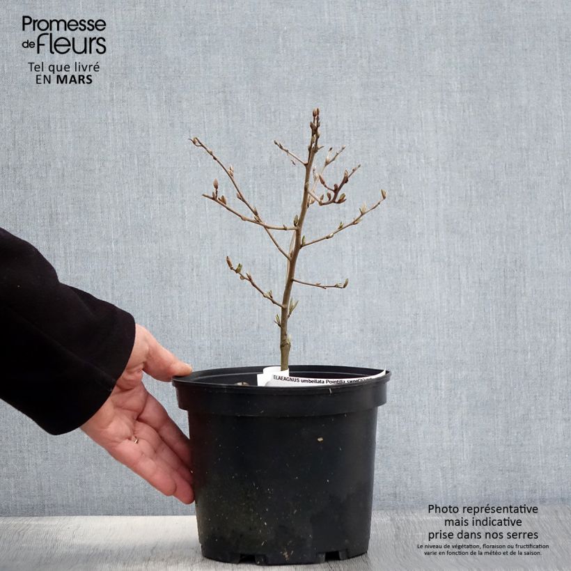 Elaeagnus umbellata Pointilla SweetNSour 2L/3L pot sample as delivered in spring