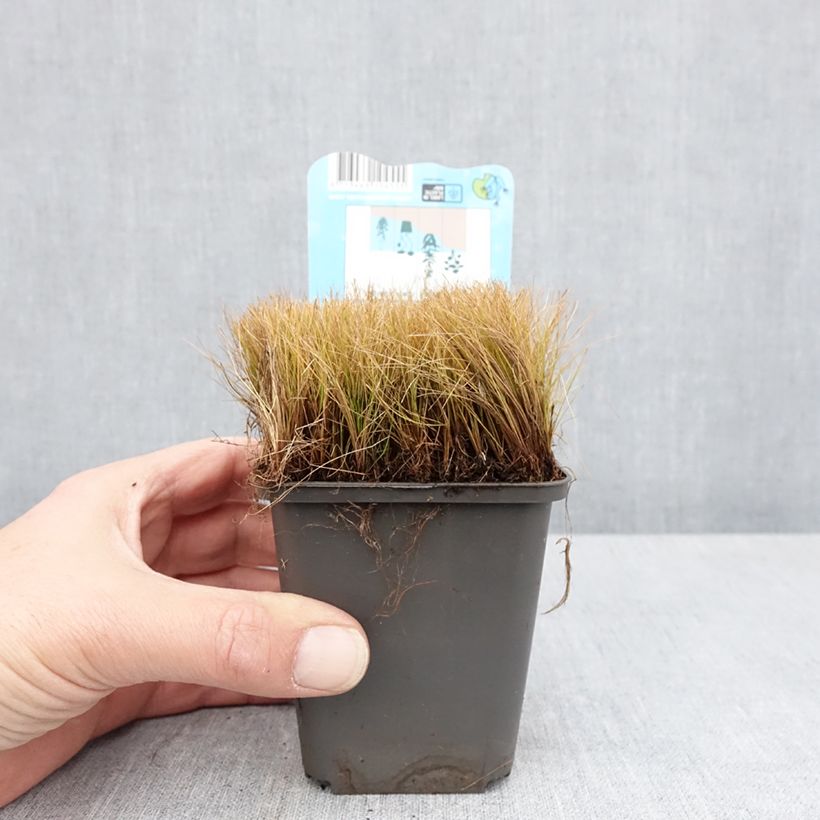 Eleocharis acicularis 8/9 cm pot sample as delivered in spring