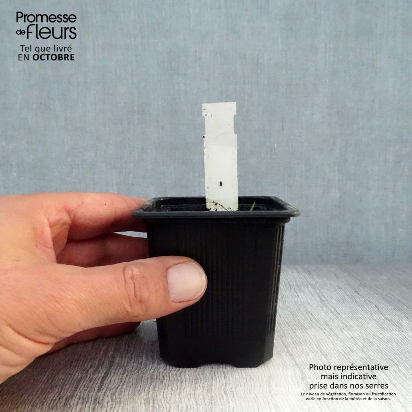 Ellisiophyllum pinnatum 8/9 cm pot sample as delivered in autumn