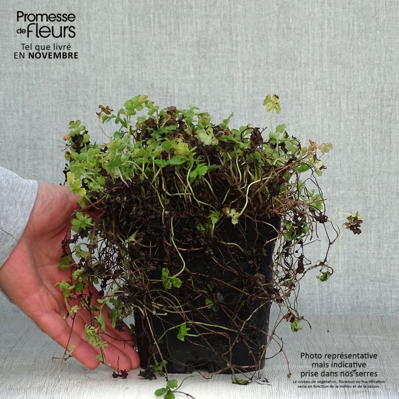 Ellisiophyllum pinnatum 2L/3L pot sample as delivered in autumn