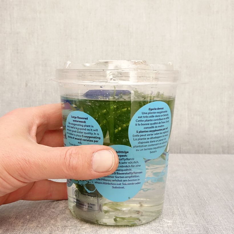 Elodea densa - Brazilian pondweed Tin sample as delivered in spring