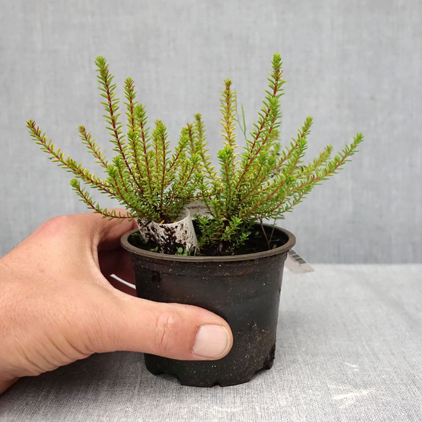 Empetrum nigrum Bernstein 10cm/11cm pot sample as delivered in autumn