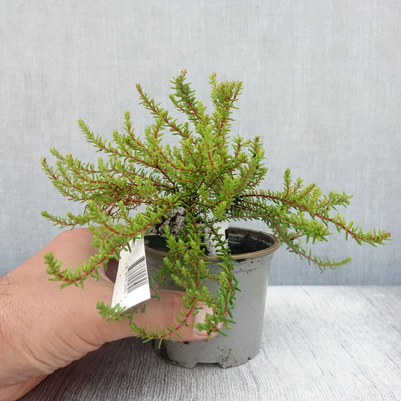 Empetrum nigrum Bernstein 10cm/11cm pot sample as delivered in summer