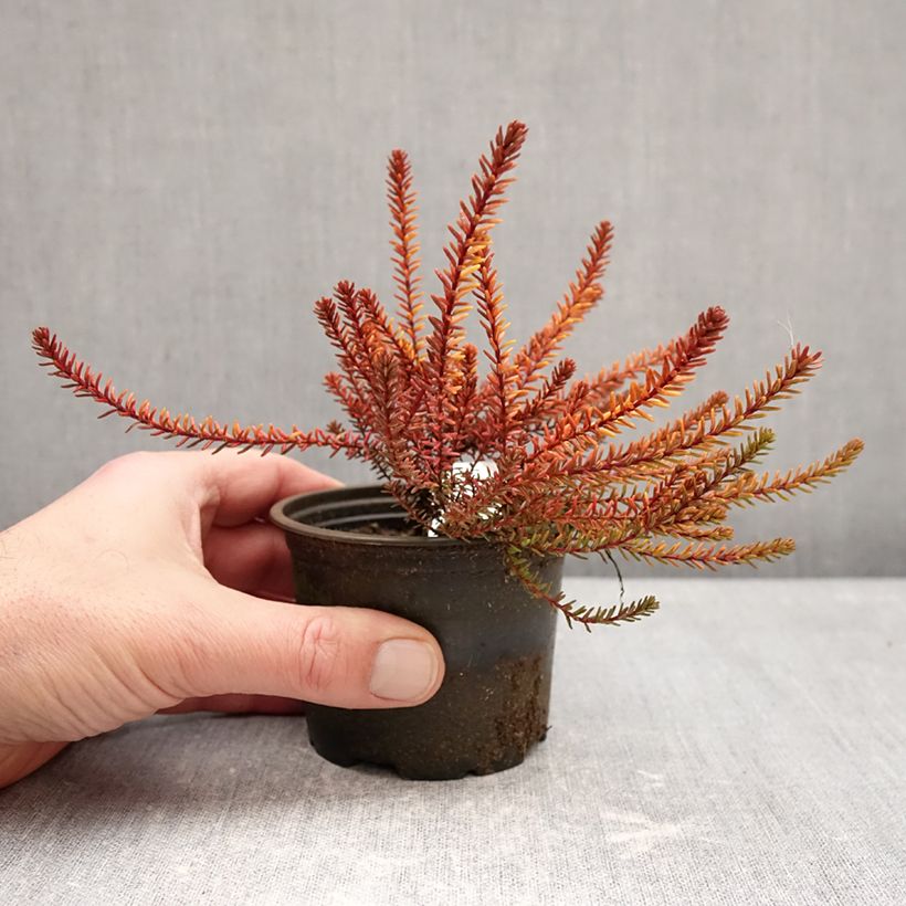 Empetrum nigrum Bernstein 10cm/11cm pot sample as delivered in winter
