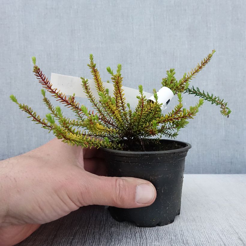 Empetrum nigrum Bernstein 10cm/11cm pot sample as delivered in spring