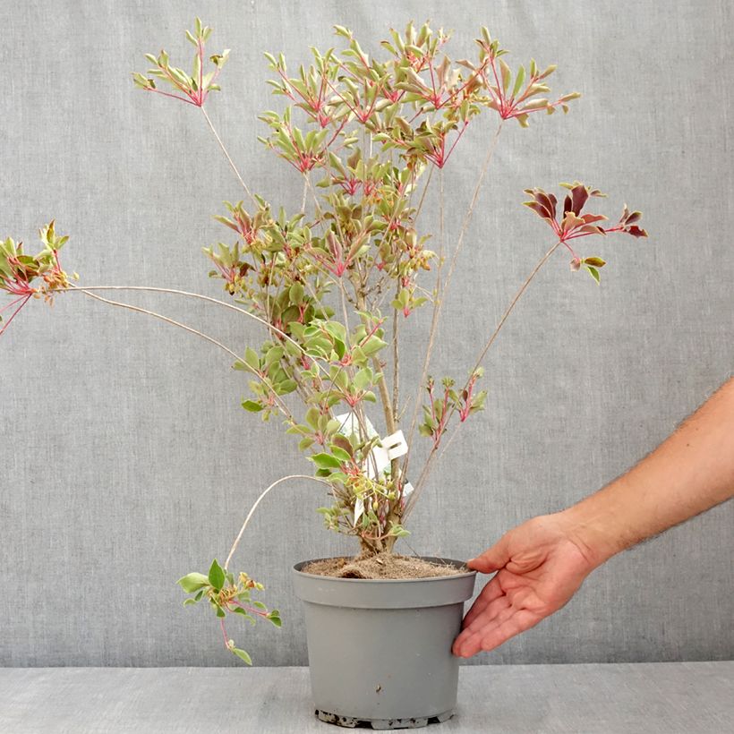 Enkianthus campanulatus Prettycoat 2L/3L pot sample as delivered in summer