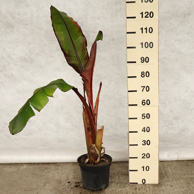 Ensete ventricosum Maurelii - Ethiopian Black Banana 7.5L/10L pot sample as delivered in spring