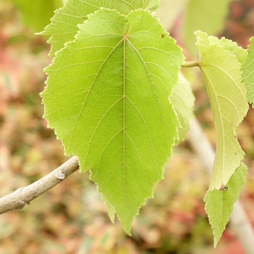 Entelea arborescens - Whau (Foliage)