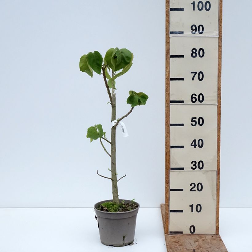 Entelea arborescens  - Whau 4L/5L pot sample as delivered in winter