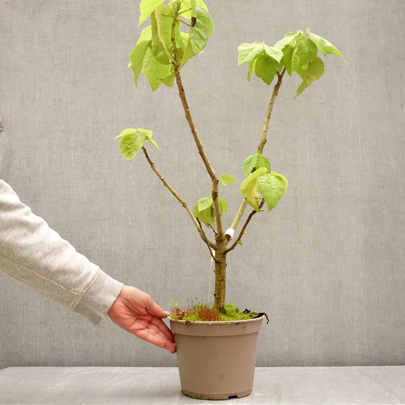 Entelea arborescens  - Whau 4L/5L pot sample as delivered in spring