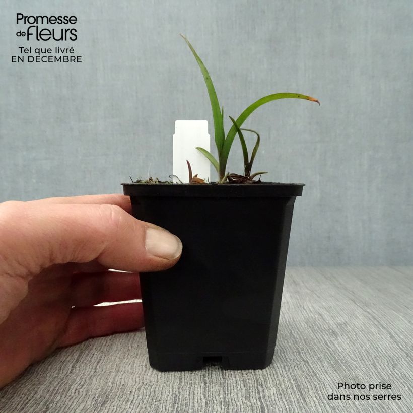 Tradescantia Sweet Kate - Spiderwort 8/9 cm pot sample as delivered in winter