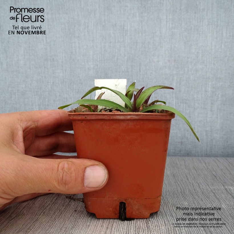 Tradescantia Angelic Charm - Spiderwort 8/9 cm pot sample as delivered in autumn