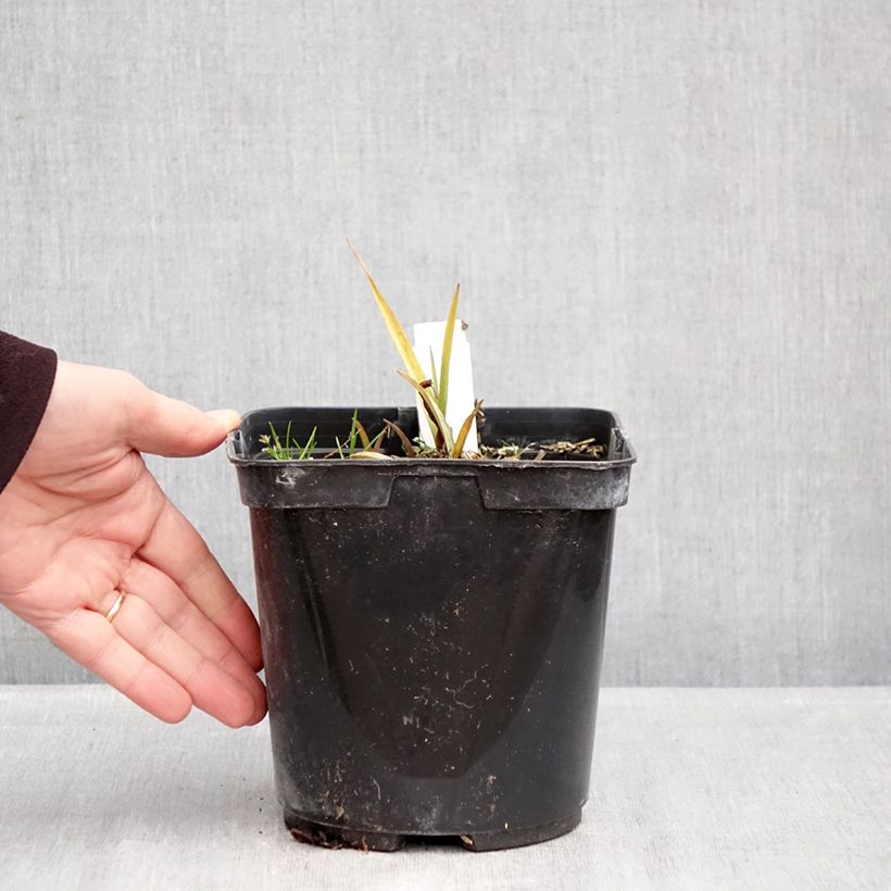 Tradescantia Blue and Gold 2L/3L pot sample as delivered in winter