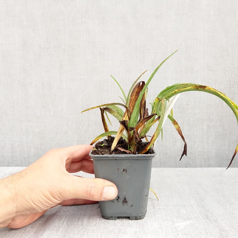 Tradescantia JC Weguelin 8/9 cm pot sample as delivered in autumn