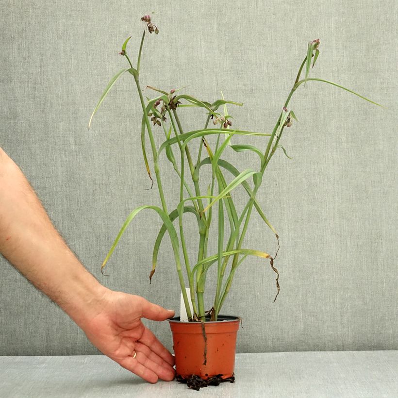 Tradescantia andersoniana JS Brainstorm - Spiderwort 12cm pot sample as delivered in summer