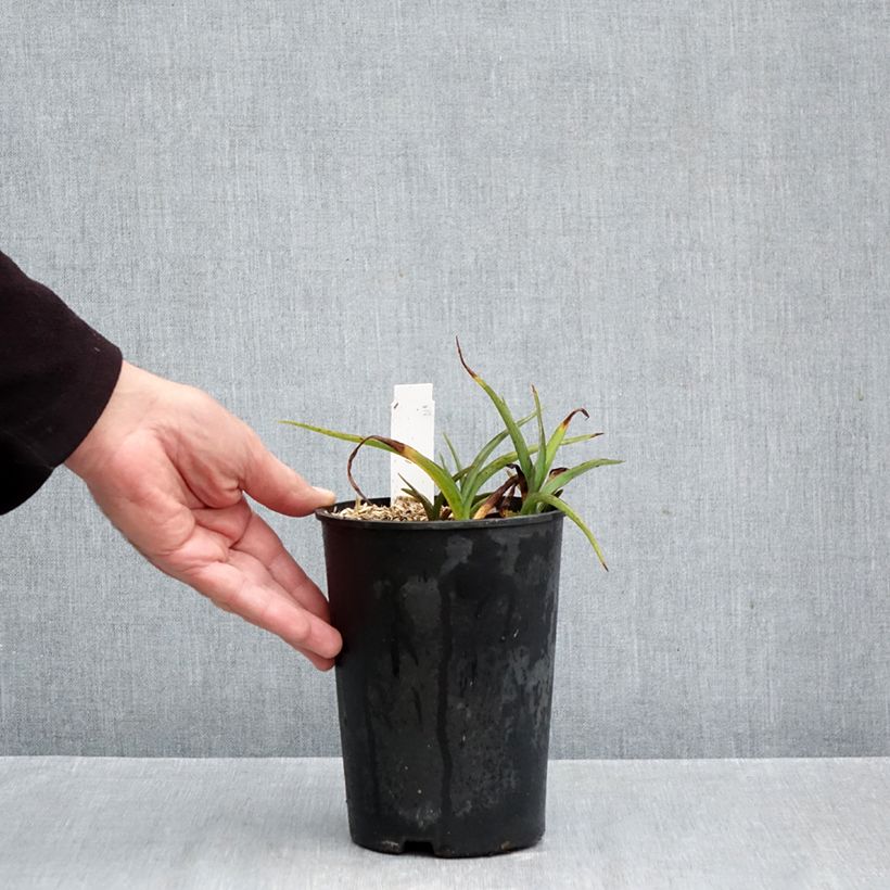 Tradescantia Pink Chablis - Spiderwort 2L/3L pot sample as delivered in autumn