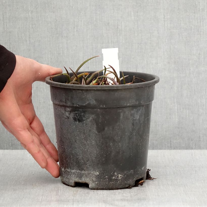 Tradescantia Pink Chablis - Spiderwort 2L/3L pot sample as delivered in spring