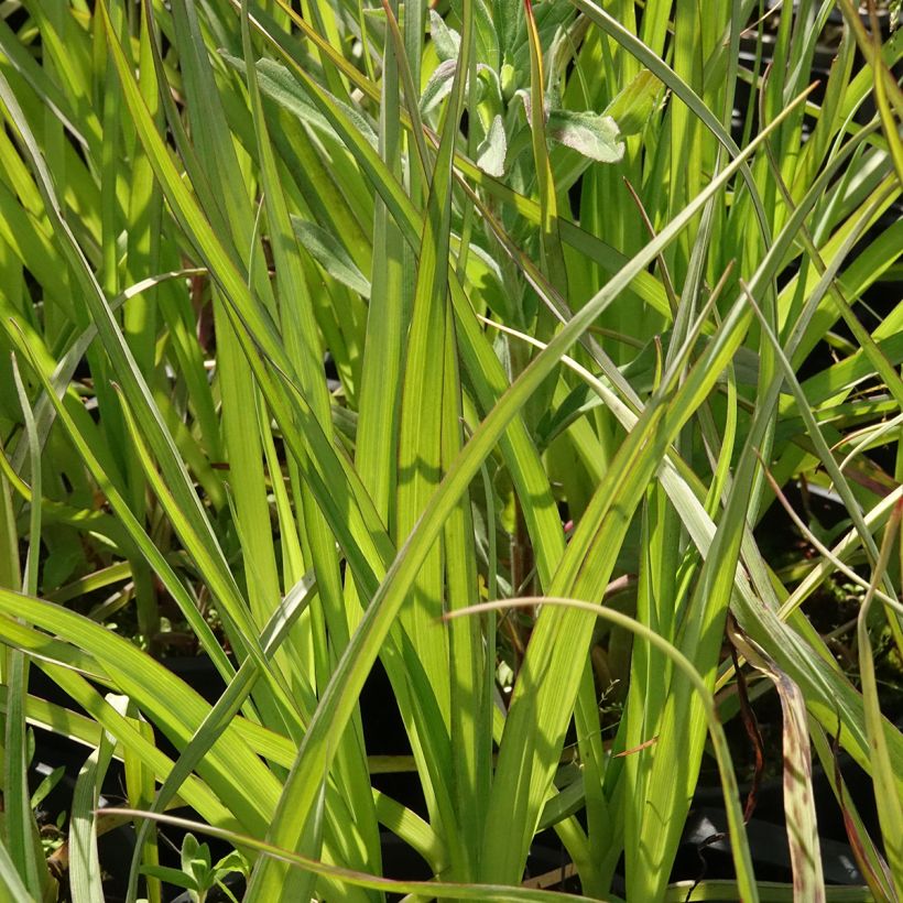 Tradescantia andersoniana Red Grape - Spiderwort (Foliage)