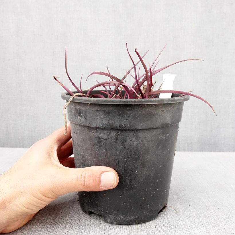 Tradescantia andersoniana Red Grape - Spiderwort 2L/3L pot sample as delivered in spring