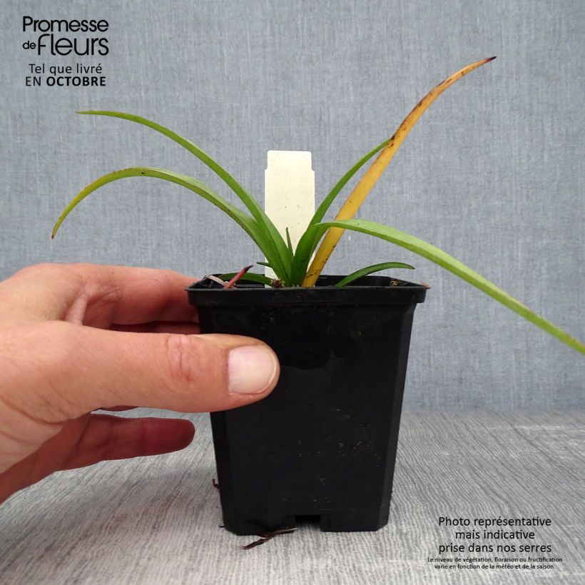 Tradescantia andersoniana Zwanenburg Blue - Spiderwort 8/9 cm pot sample as delivered in autumn