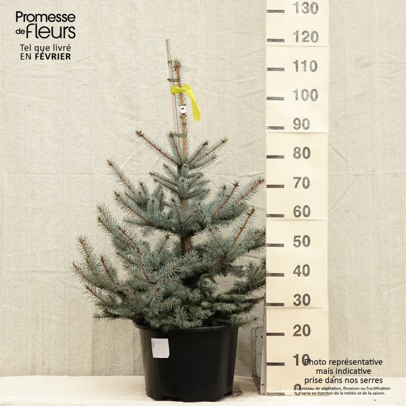 Picea pungens Edith - Blue Spruce Each sample as delivered in winter
