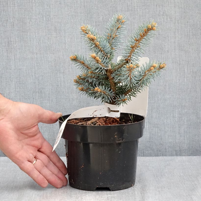 Blue Spruce - Picea pungens Glauca Globosa 2L/3L pot sample as delivered in summer