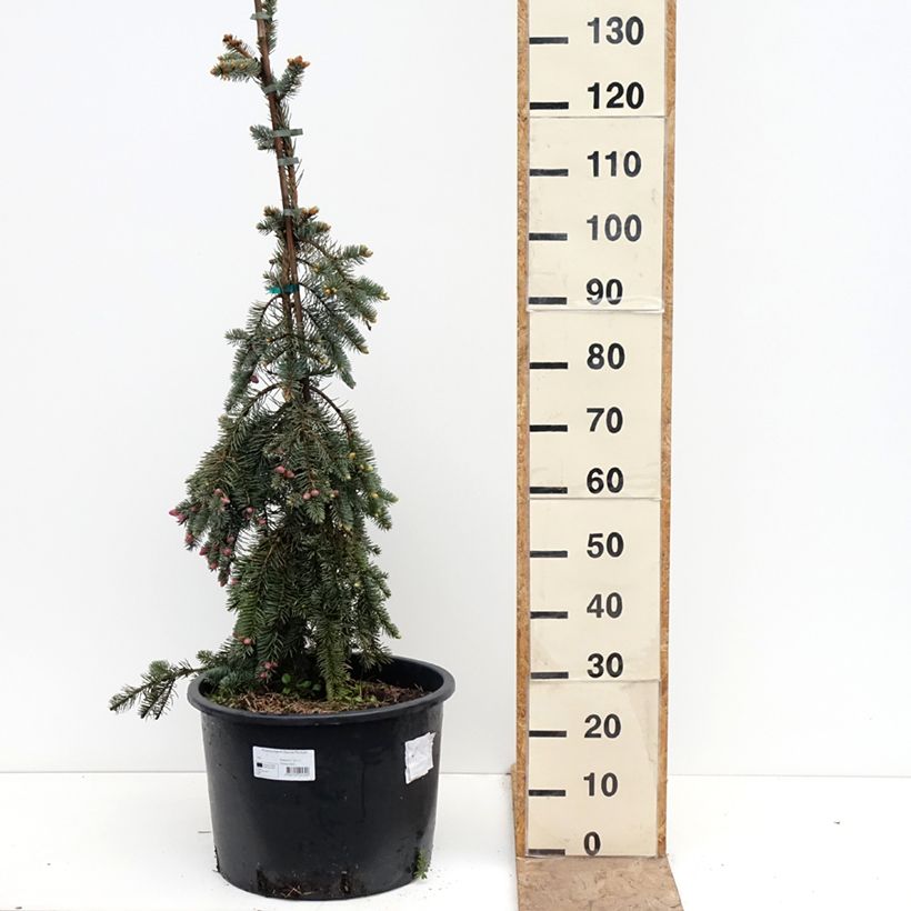 Picea pungens Glauca Pendula - Blue spruce 30L/35L pot sample as delivered in spring