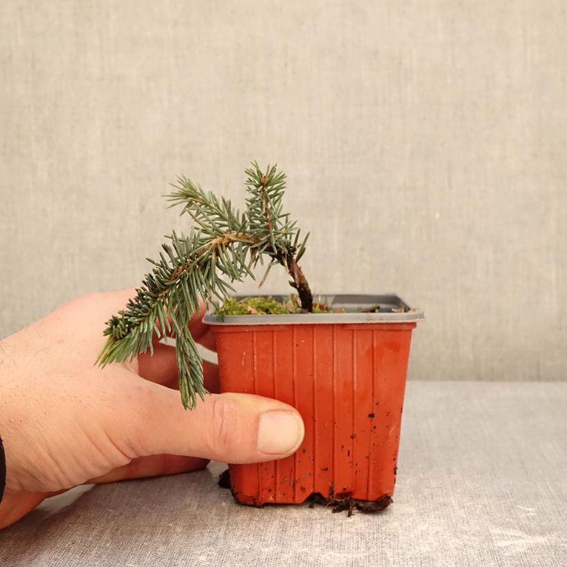 Picea pungens Karpaten 8/9 cm pot sample as delivered in winter