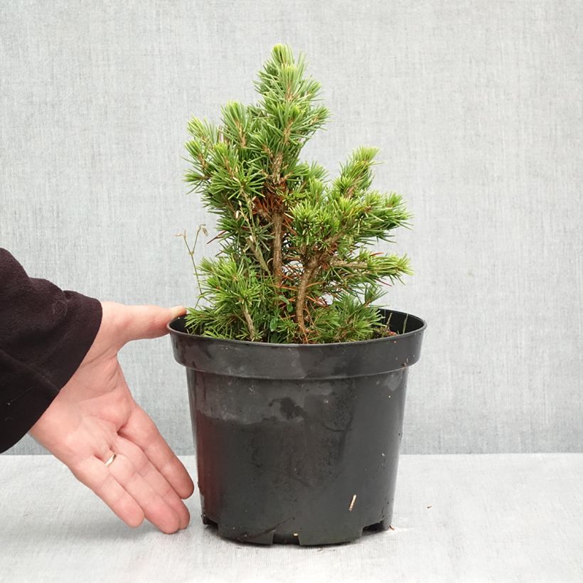 Picea abies Tompa - Norway spruce 3L/4L pot sample as delivered in autumn