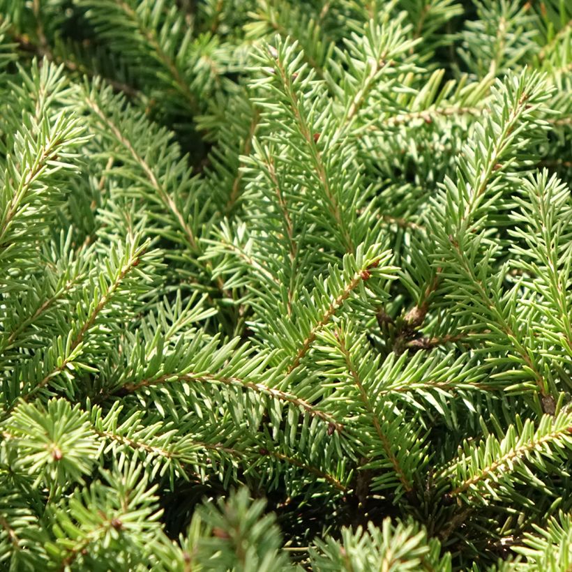 Picea abies Zagwiżdże - Dwarf Norway spruce (Foliage)
