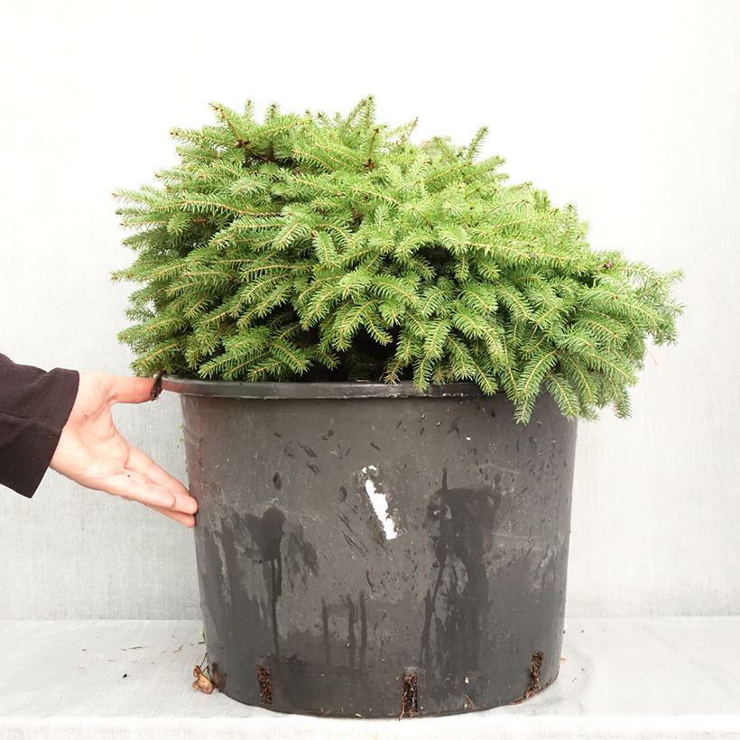 Picea abies Zagwiżdże - Dwarf Norway spruce 30L/35L pot sample as delivered in autumn