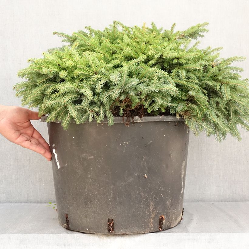 Picea abies Zagwiżdże - Dwarf Norway spruce 30L/35L pot sample as delivered in summer