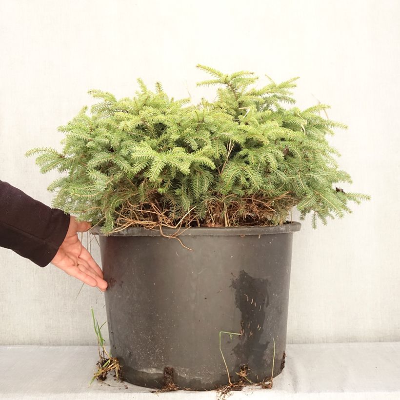 Picea abies Zagwiżdże - Dwarf Norway spruce 30L/35L pot sample as delivered in winter