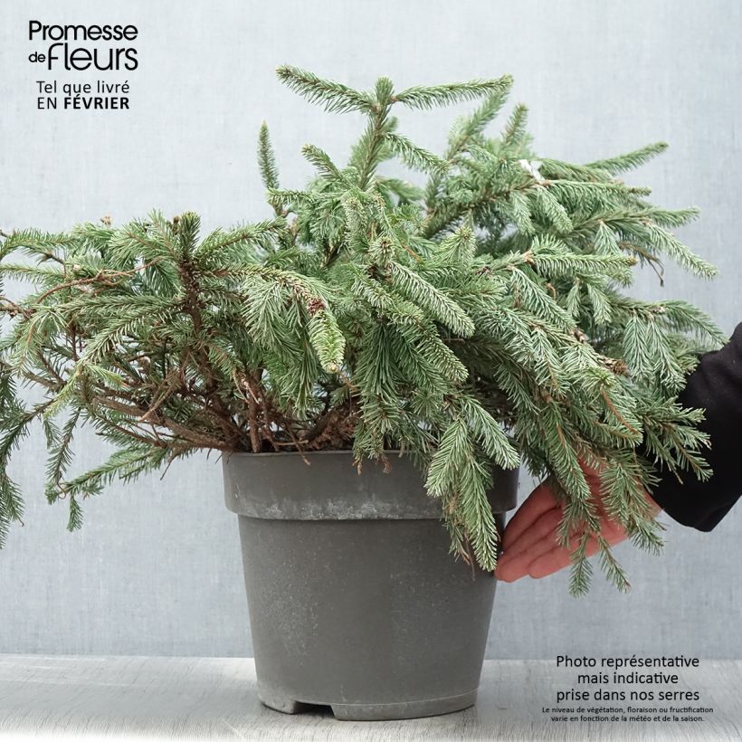 Picea abies Acrocona - Norway Spruce 3L/4L pot sample as delivered in winter