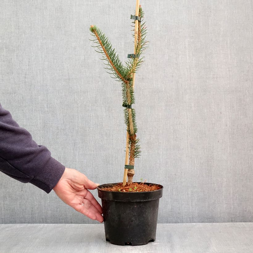 Picea abies Virgata - Norway Spruce 3L/4L pot sample as delivered in autumn