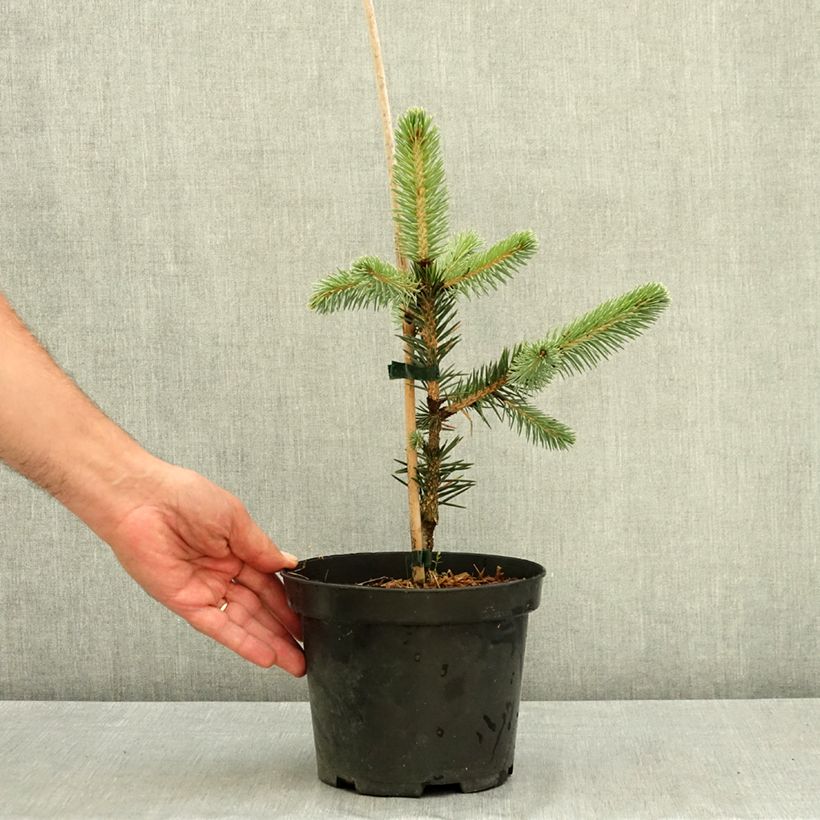 Picea chihuahuana - Chihuahua spruce 3L/4L pot sample as delivered in summer