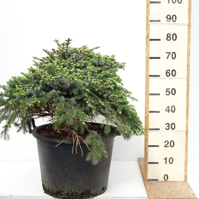 Picea omorika Alexandra - Serbian spruce 30L/35L pot sample as delivered in spring