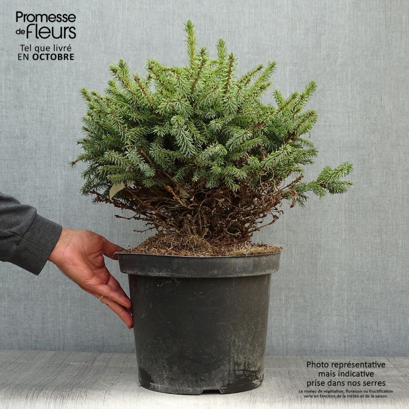 Picea omorika Nana - Serbian Spruce 7.5L/10L pot sample as delivered in autumn