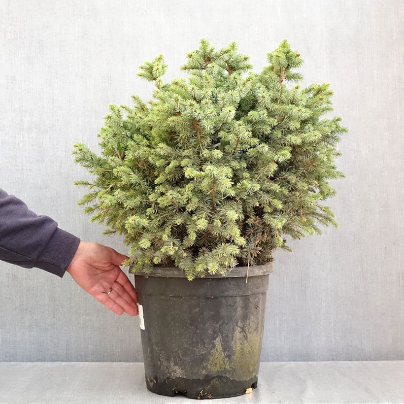 Picea sitchensis Tenas - Sitka spruce Each sample as delivered in autumn