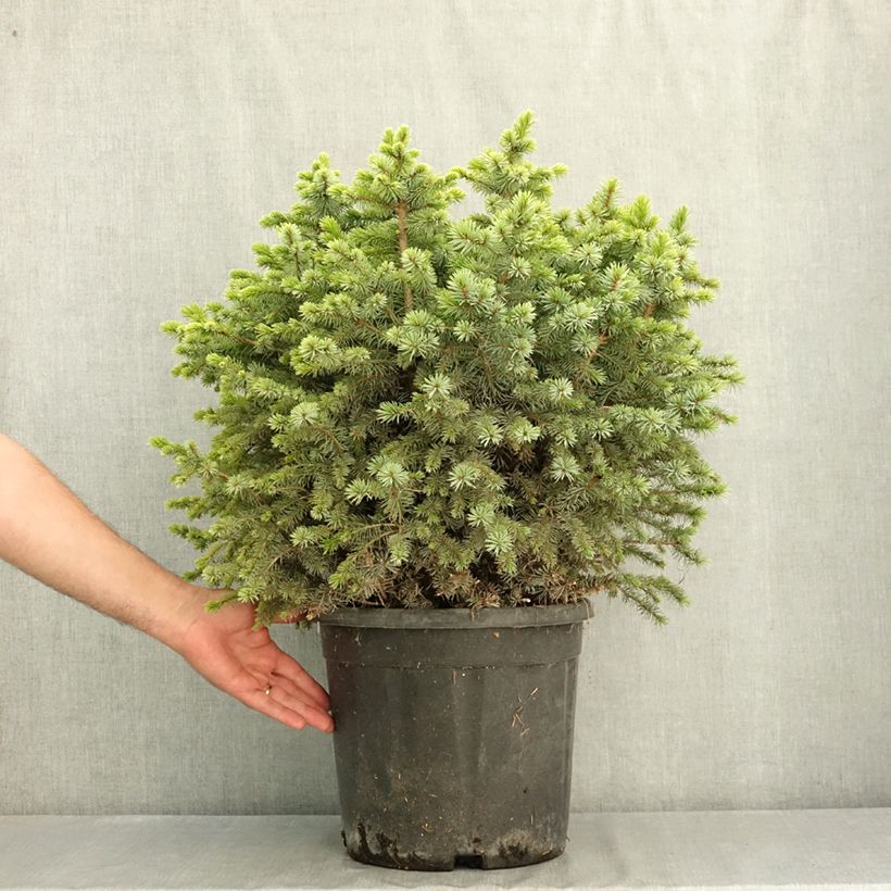 Picea sitchensis Tenas - Sitka spruce Each sample as delivered in summer