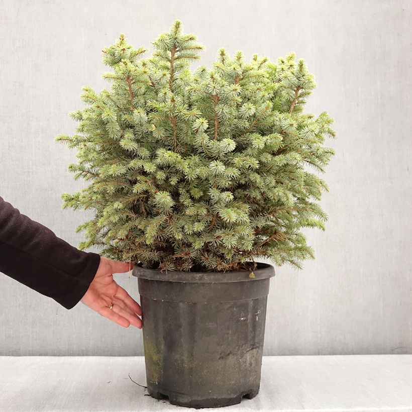 Picea sitchensis Tenas - Sitka spruce Each sample as delivered in winter