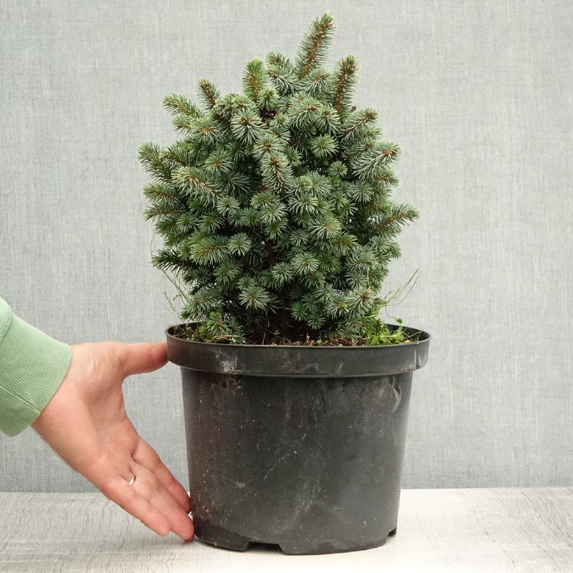 Picea sitchensis Midget - Sitka Spruce 4L/5L pot sample as delivered in summer