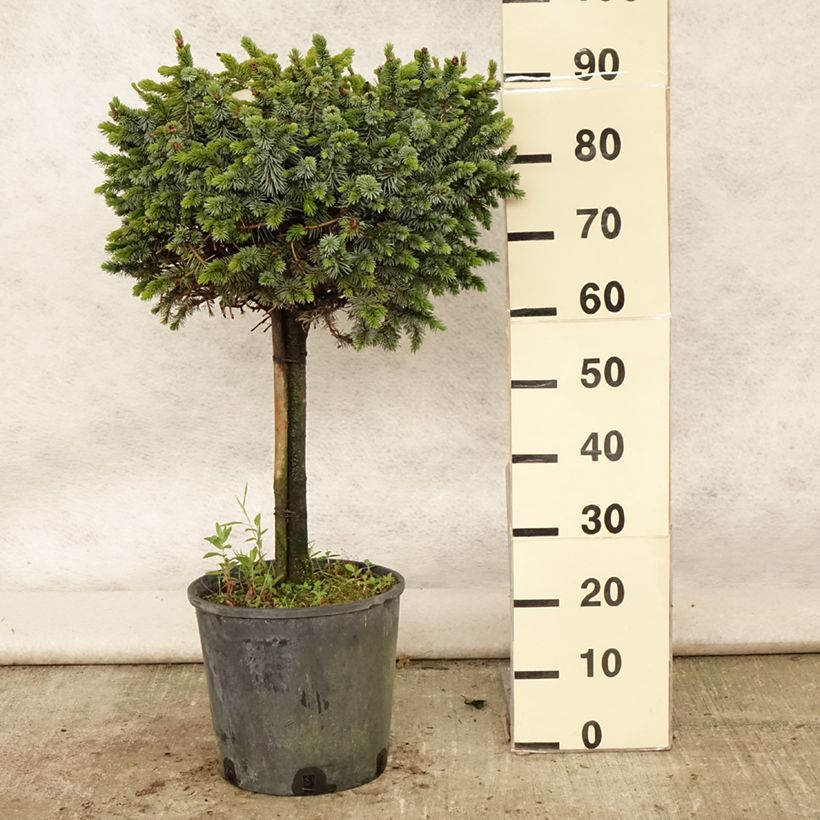 Picea sitchensis Silberzwerg - Sitka Spruce 7.5L/10L pot, Standard sample as delivered in summer