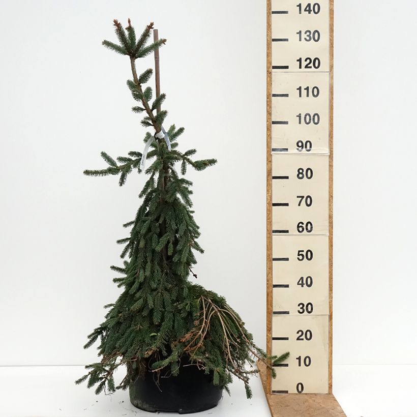 Picea abies Inversa - Norway Spruce Each sample as delivered in autumn