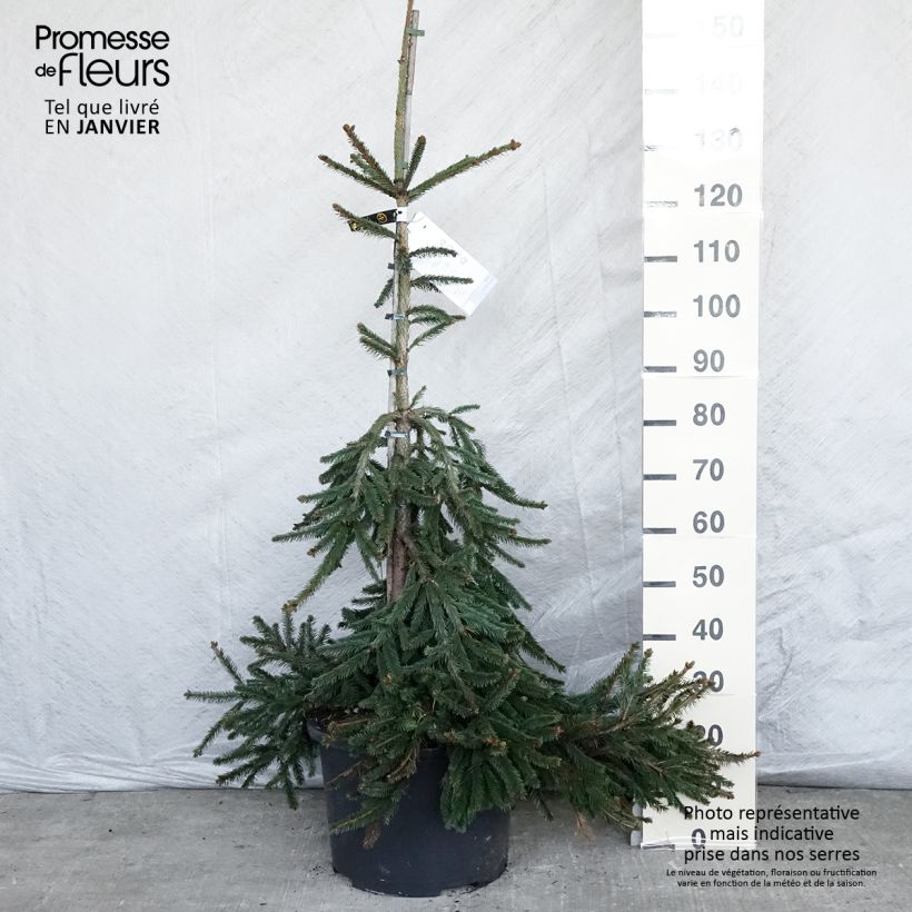 Picea abies Inversa - Norway Spruce Each sample as delivered in winter
