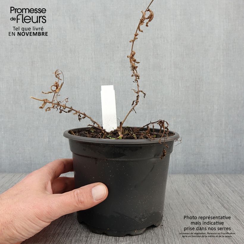 Epilobium angustifolium Album 2L/3L pot sample as delivered in autumn