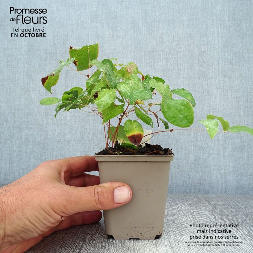Epimedium alpinum - Barrenwort 8/9 cm pot sample as delivered in autumn