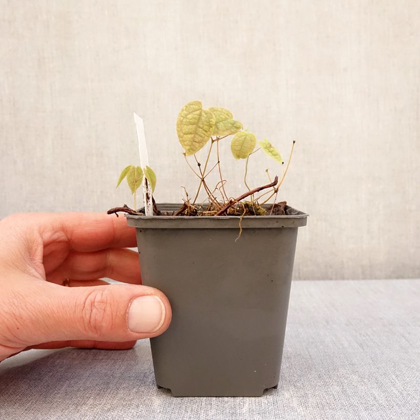 Epimedium brachyrrhizum - Barrenwort 8/9 cm pot sample as delivered in spring